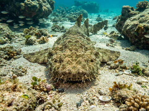 flat mottled fish on ocean floor